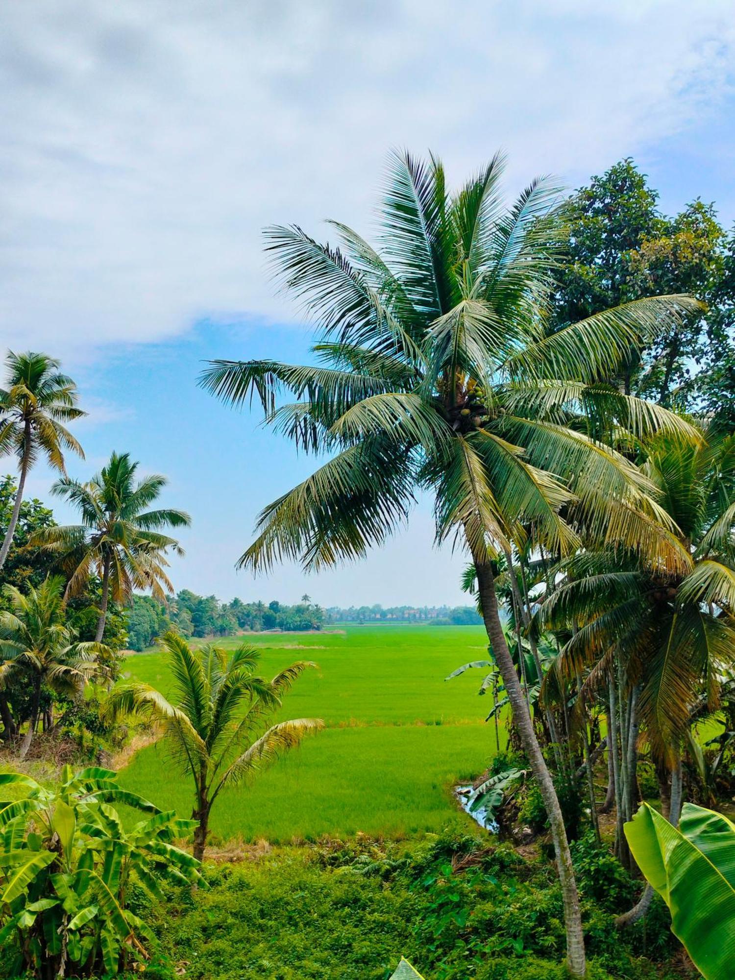 Paddy N Canal Homestay Alappuzha Extérieur photo